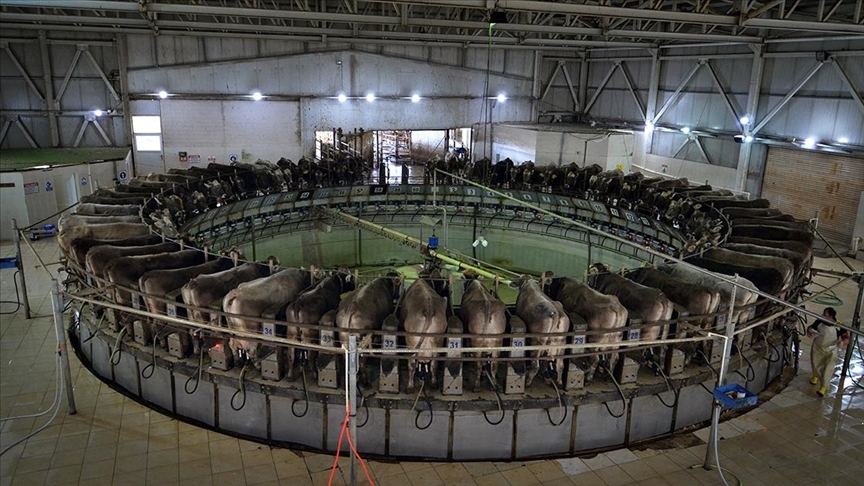 TİGEM Gözlü'de günlük 35 ton süt üretiliyor