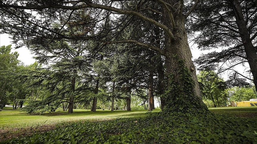 350 dönümlük bahçesi 282 tür ağaca ev sahipliği yapıyor