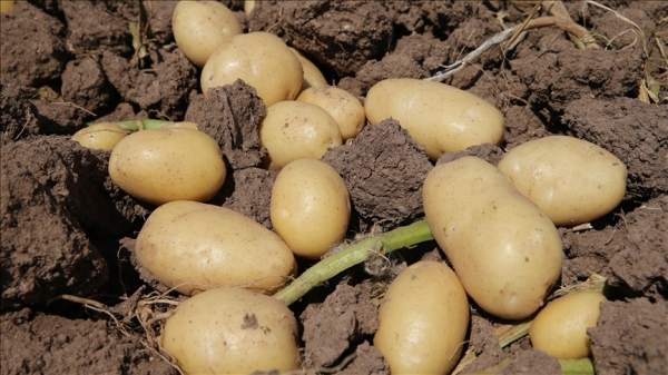Fransa'da kuraklık patates hasadını vurdu